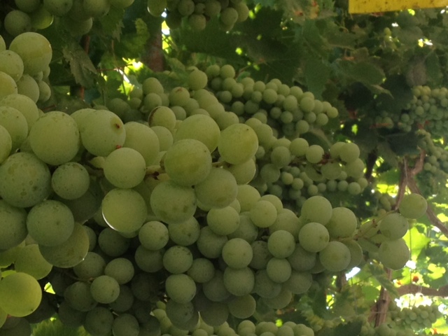 grapes.JPG